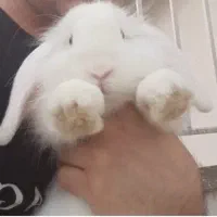 خرگوش لوپ بالغ سفید چشم ابی|موش و خرگوش|گرگان, |دیوار