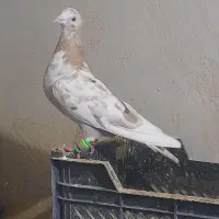 هفت رنگ کاکلی جوان خوشکل