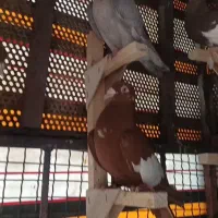 پرنده
