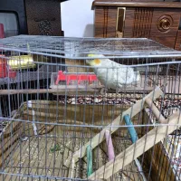 عروس‌هلندی