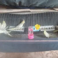 عروس هلندی و فنج کینگ|پرنده|الوند, |دیوار