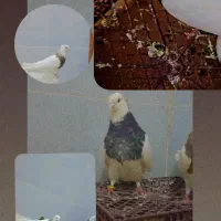 طوقی خوب با قیمت خوب میخوای بیا
