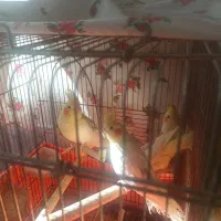 عروس هلندی دوکت نر ماده مولد|پرنده|ماهدشت, |دیوار