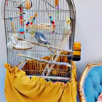 عروس هلندی نروماده سالم