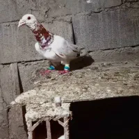 کفتر رنگه و دورگ فروشی