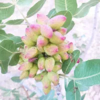 فروش پسته و اجاره کامل باغ