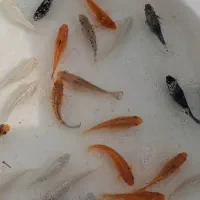 ماهی کاشان عمده|ماهی|کاشان, راوند|دیوار