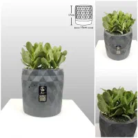 دیش گاردن / گلدان کاکتوس|گل و گیاه طبیعی|فولادشهر, B6|دیوار