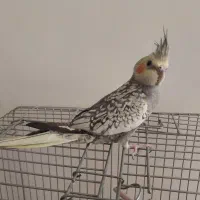 عروس هلندی نر