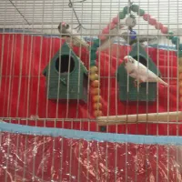 فنج لپ سیا|پرنده|کرج, مهرویلا جنوبی|دیوار