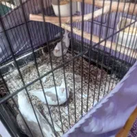 سلام به دوستان عزیز ۳عدد جوجه عروس یکتی