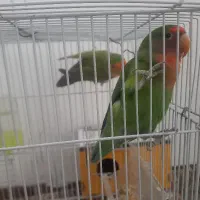 طوطی برزیلی