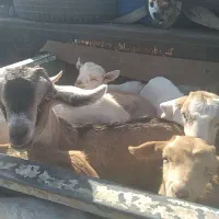 بزغاله علف خور