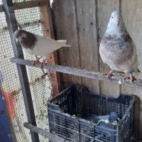 کفتر|پرنده|قم, چهار مردان|دیوار