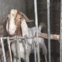 بز پاکستانی