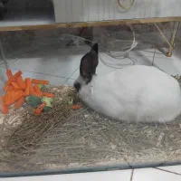 خرگوش نر فروشی