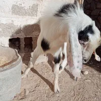 پازن سر حال در خونه|حیوانات مزرعه|اهرم, |دیوار