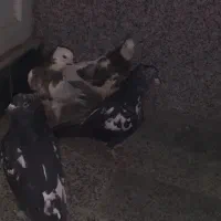 کبوترسینه‌ای وطوقی