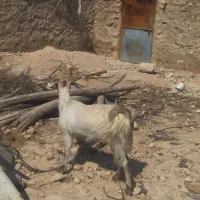 فقط با میش یا بره معاوضه میشود