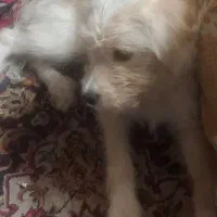 یک سگ شیتزو مالتیز حدودا 7 ماهه مفقود شده|سگ|اصفهان, ملک|دیوار