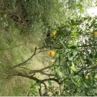 زمین باغ مرکبات ۸۳۰ متر|فروش زمین و ملک کلنگی|پایین هولار, |دیوار