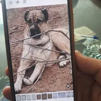 گم شده مژدگانی دریافت کنید