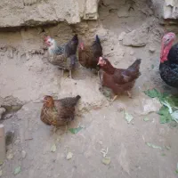 مرغ یک ساله|حیوانات مزرعه|نوبران, |دیوار