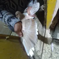 کبوتر جفتگاه|پرنده|سبزوار, امیر کبیر|دیوار