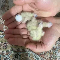 جفت عروس هلندی لوتینو و گلباقالی با دوتا جوجه