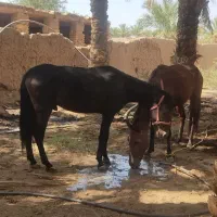 دوتا اسب نر و ماده