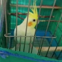 عروس هلندی ماده آماده براجفت  معاوضه