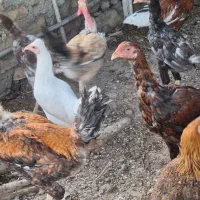 مرغ و خروس|حیوانات مزرعه|زابل, |دیوار