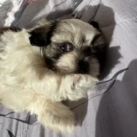 توله سوپر فلت نر|سگ|تهران, استاد معین|دیوار