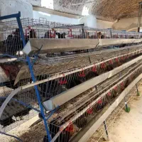 قفس مرغ تخمگذار