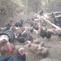 بوقلمون ارگانیک بوربون وبرنز|حیوانات مزرعه|کامیاران, |دیوار