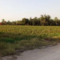 زمین-باغ-شهری