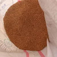 گندم مهرگان