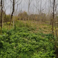 217متر-مسکونی-بین-شفت-و-احمد-سرگوراب