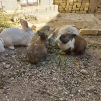 حراج خرگوش|موش و خرگوش|فیروزآباد (فارس), |دیوار