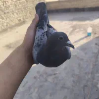 کبوتر