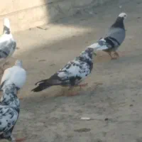 تعویض|پرنده|جوادآباد, |دیوار