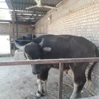 گاومیش نر