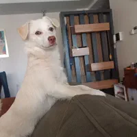 واگذاری توله سگ اشپیتز