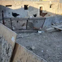 فروش مرغ و خروس محلی