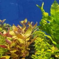 بار جدید گیاه گلدانی آکواریوم رسید|ماهی|زاهدان, |دیوار