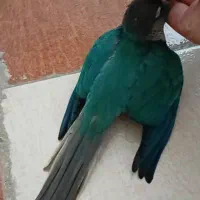 طوطی گرینچیک گمشده|حیوانات|شیراز, بریجستون|دیوار