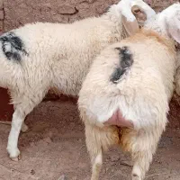 2بره ماده دوقلو عربی 52اسفدن