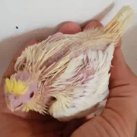 کبوترنر پرشی ،عروس هلندی،کوتوله|پرنده|کاشان, باغ ماجد|دیوار