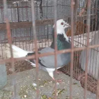 کبوترماده‌چشم‌قشنگ