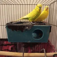 یک جفت مرغ عشق نر انگلیسی